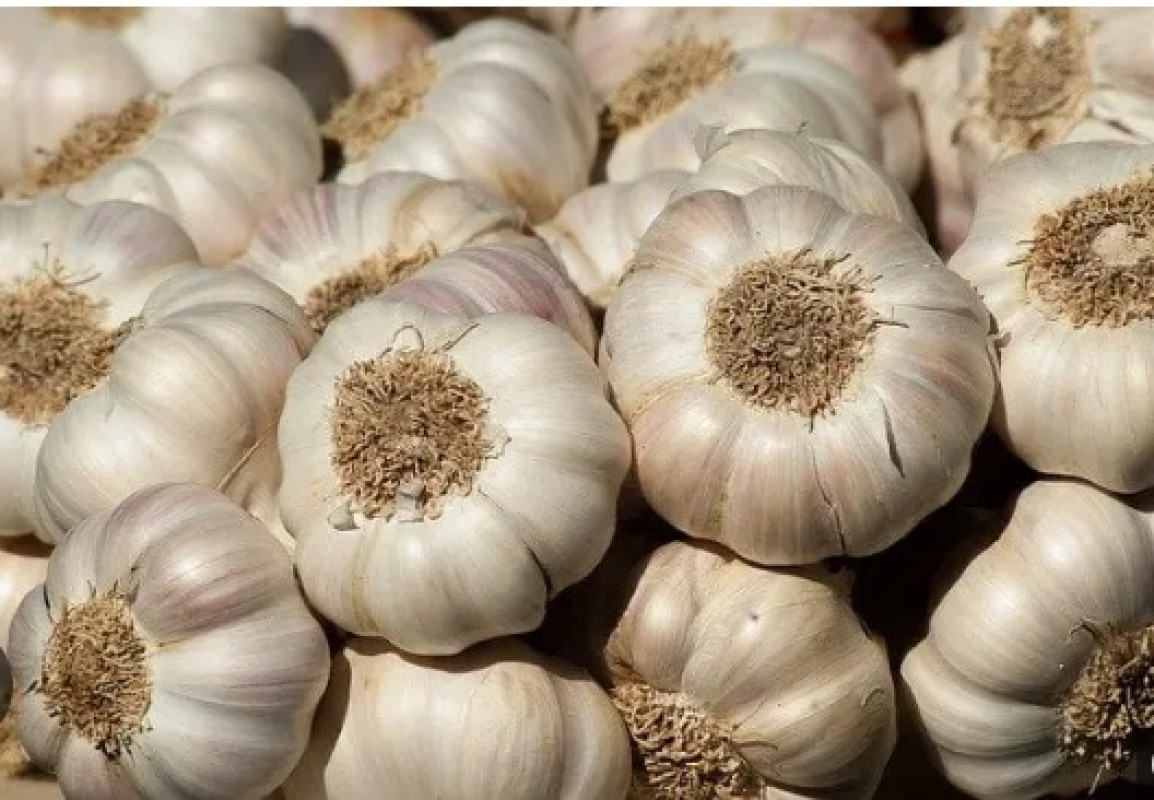 NARC G1 GARLIC from Pakistan